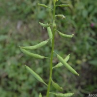 Rorippa indica (L.) Hiern